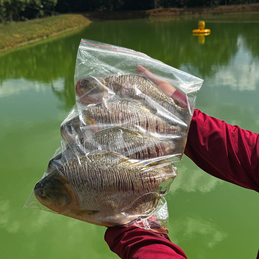 Tambaqui - Promoção